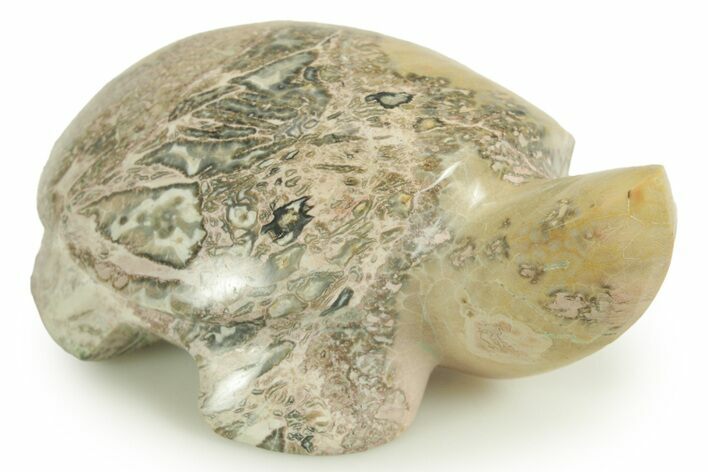 Polished Brown Fossil Coral Turtle - Indonesia #366282
